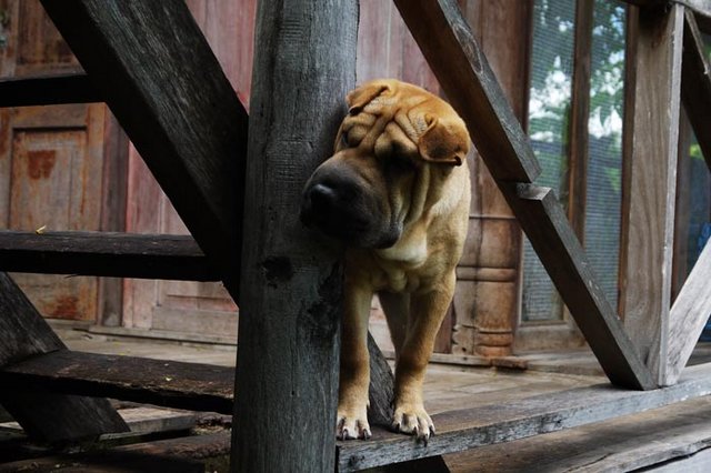 домашняя собачка в тайском доме