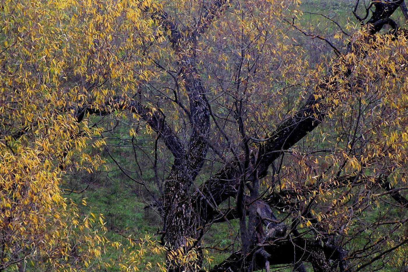 Осенняя Калина Фото