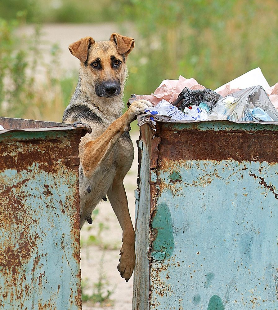Кот помойный