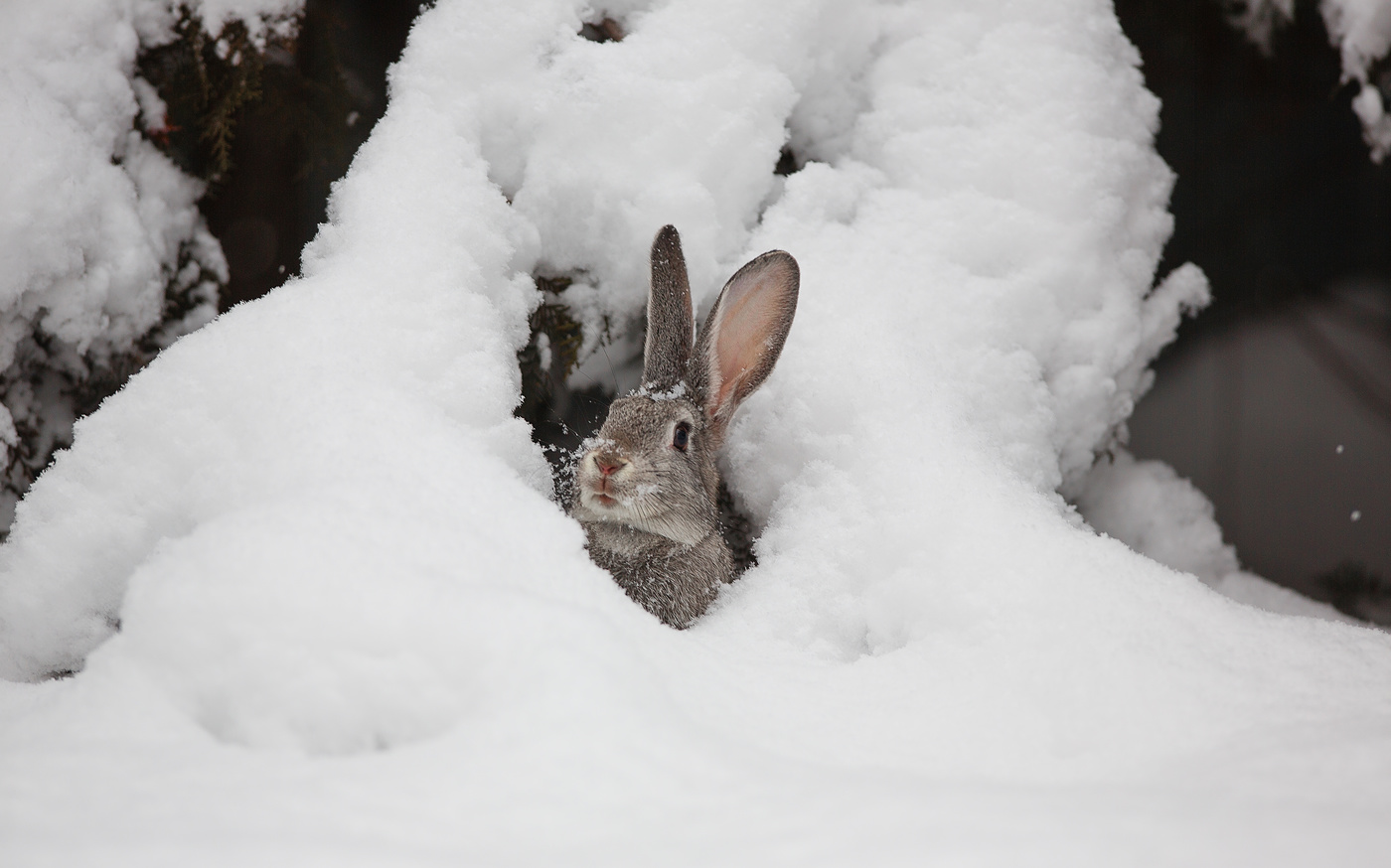 Заяц на снегу фото
