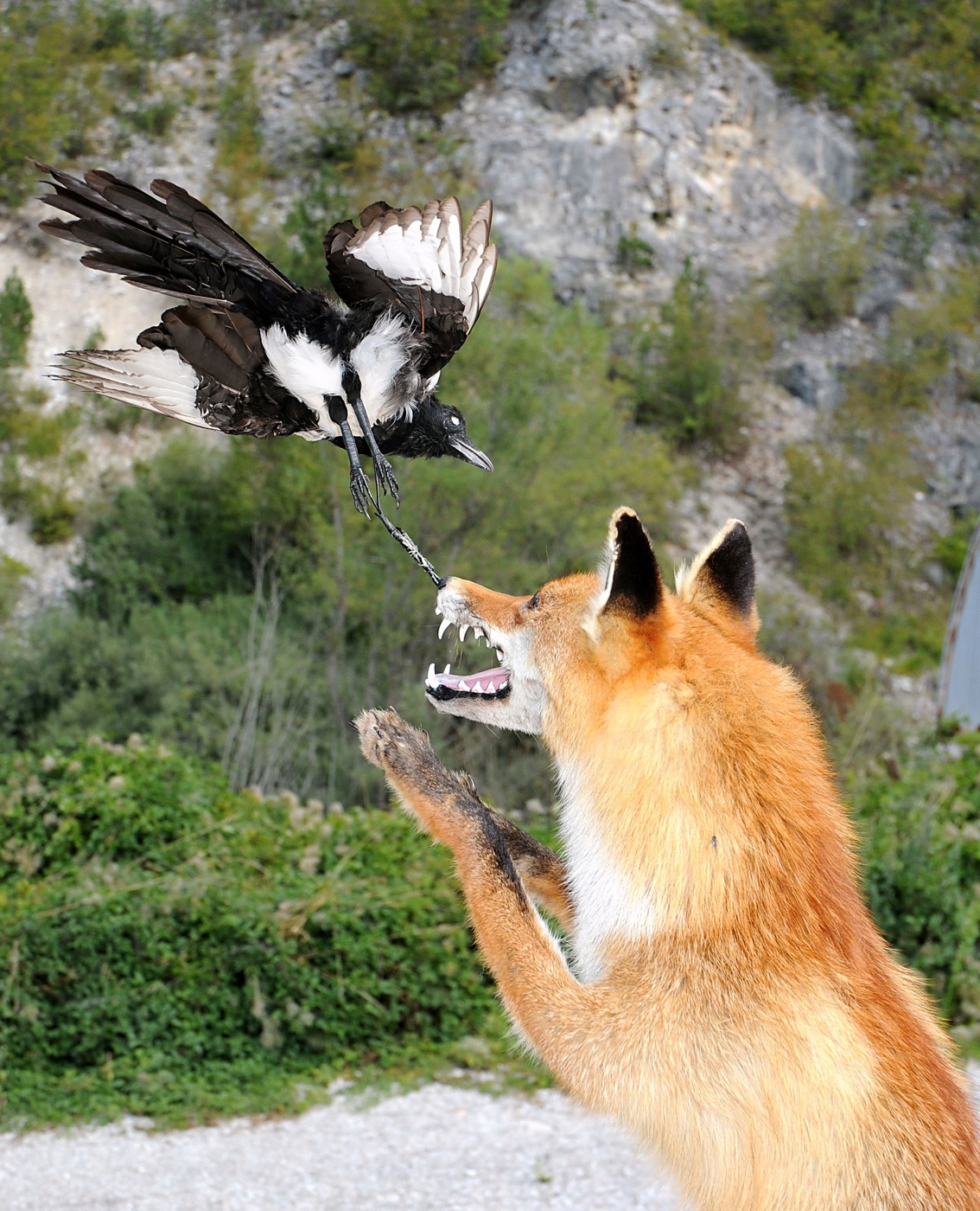 Ворона и лисица фото