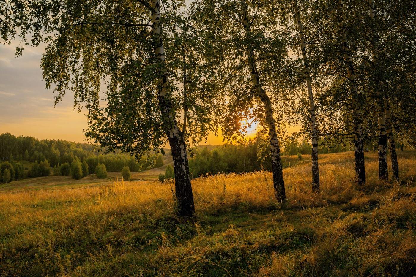 Картинки Березы Закат