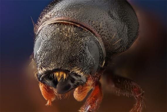 Макро-насекомые (20 фото)