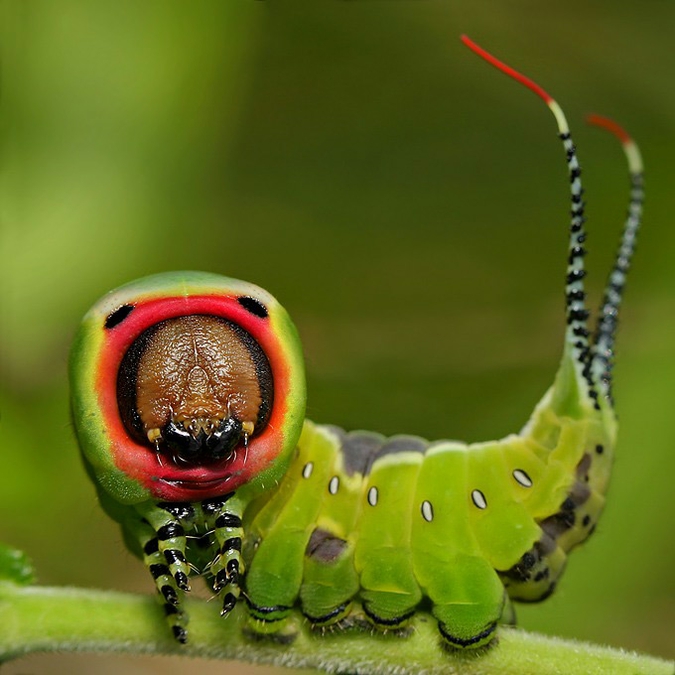 Польский фотограф заглянул в глаза гусеницам и богомолам: 