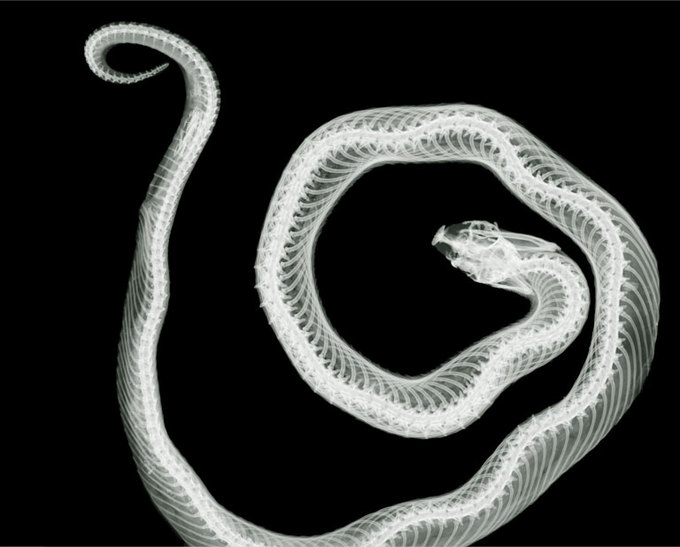 snake-1.jpg