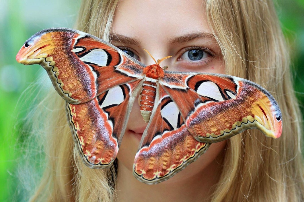 Attacus atlas фото