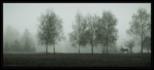 утро / раннее утро, туман, Ilford XP2