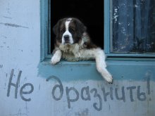 Не дразнить! / случайно увиденныйи щелкнутый кадр