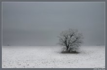 Пейзаж  с Одиноким деревом / ***
