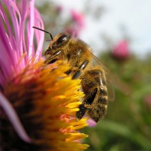 Пчела Мурза / Первый день октября, тепло нам и пчёлам