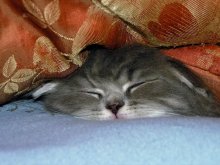 сладкий сон / любимое место - под легким пуховым одеялом