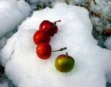 Яблоки на снегу... / ***