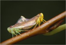 Тянитолкай / Спариваются крошечные насекомые - цикадки.