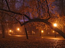 ночной туман в парке / ***
