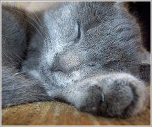 Мне снится сон / Мой серый кот Сева. А был котёнком.