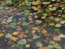 * - * - * / листья на воде