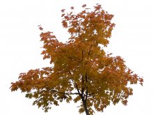 Осень / дерево на фоне осеннего неба, неммного осветлил но ничего не резал
