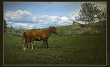 На развалинах графской конюшни / Название, как понимаете, ассоциативное...