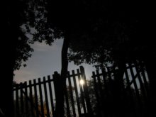 Moon tree / ***