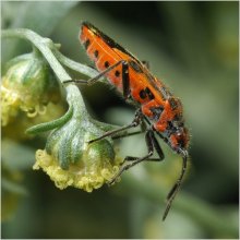 Солдатик / Клоп-солдатик, или красноклоп (Pyrrhocoris apterus). Раз с крыльями - значит, мужчина (самки бескрылы) :)