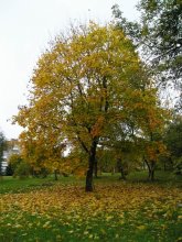 Осенние мотивы / Осенний парк. Около Комсомольского озера .
Осень 2005