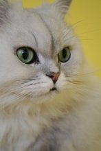 "А хто там ідзе..?" / пільны разважлівы позірк старога ката