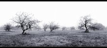 Туман / Старый яблоневый сад осенью... Панорамка из 4 кадров.