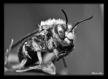 Черно-белый макромир -5 / Вот такая взъерошеная пчела :) Перевод в чб с помощью Channel Mixer