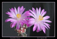 Mammillaria theresae / M. theresae - одна из самых красивых крупноцветковых маммиллярий. Диаметр цветка - 4,5 см