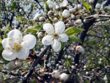 вішня цвіце... / вясна ў Гародні