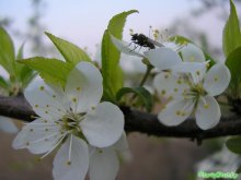 Муха села на... / Просто любительские фотогрфии с весеннего дерева.