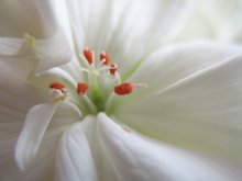 Unknown white flower / ***