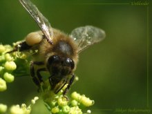 Этот сладкий нектар / ***