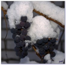 Яблоки(зачеркнуто) виноград в снегу / Беларуский виноград. Приятного просмотра...