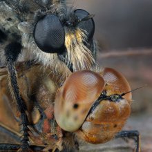 Охотник и жертва / Маленькая трагедия в мире насекомых-жертвой хищной мухи(ктыря) стала стрекоза