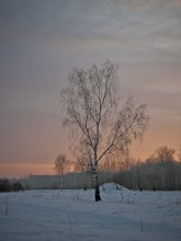 одиночка / дерево,закат,холодно