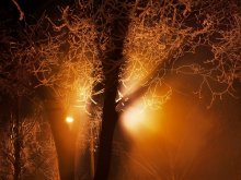 Волшебное дерево / туман, ночь, и лишь свет оттуда