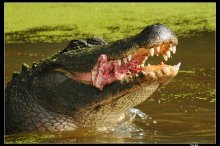 Крокодил / Жарким зимним днем где-то во Флориде....