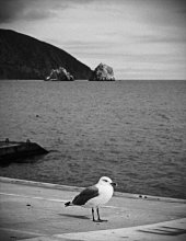 одиночка... / ------