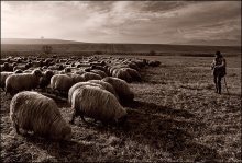 Пастырь / где-то в Трансильвании