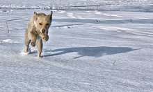 Running in snow / Дикий зверюга!