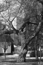 Gorky park #2 / наверное самое старое дерево в парке