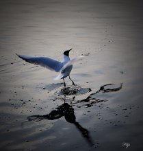 Балет... / Вечер, город, чайка