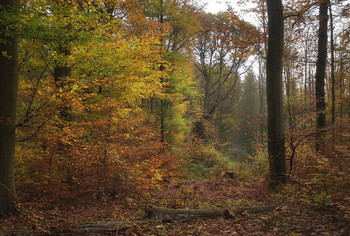 Немного осени ... / Осенний лесной пейзаж . Этюд.