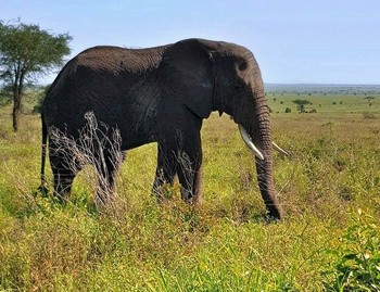 Слоны в Серенгети / В Серенгети в Танзании