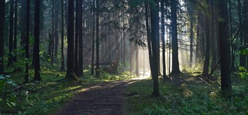 Утро в еловом лесу...... / Петербург. Юкки. Июнь