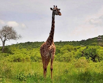 Жираф позирует / В Серенгети в Танзании
