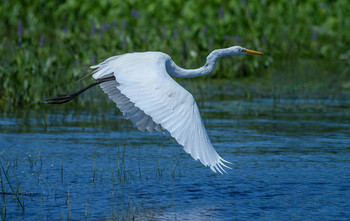 Great Egret (juvenile) / Большая белая цапля (Egretta alba) – наиболее широко распространенный вид среди всех цапель. 
Гнездится эта птица на всех материках за исключением Антарктиды