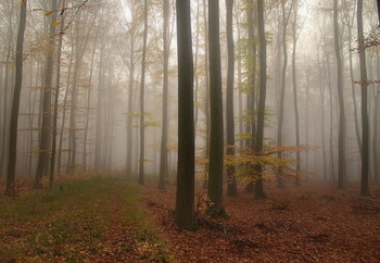 Осенние туманы .. / Ноябрьским утром в лесу.