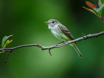 Alder Flycatcher / Мухоловка ольховая - небольшая насекомоядная птица из семейства мухоловок-тиранов. Название рода Empidonax происходит от древнегреческих слов empis, «комар», и anax, «хозяин». Видовое слово alnorum на латыни означает «из ольхи».